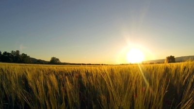 Cornfield Sunset