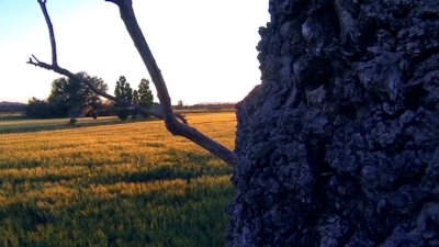 Dead Tree Scape Close