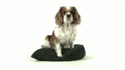 Dog on Pillow