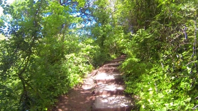 Forest Stairs