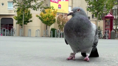 Pigeon