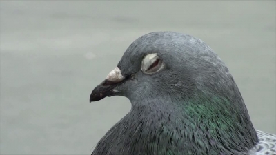 Pigeon Side