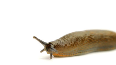 Slug Close