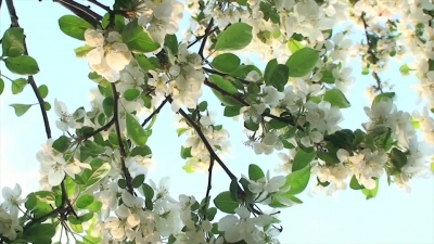 Tree Flower in Sky Close