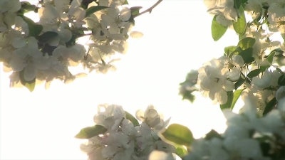 Tree Flower Sunset