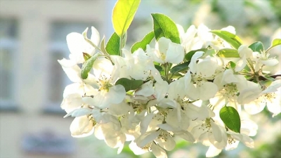 Tree Flower Sunset Close