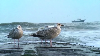 Wave Breaker Birds